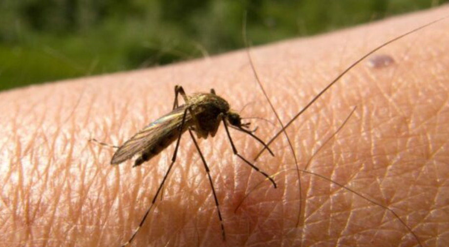 Casos de malaria siguen en aumento e igualan el total de reportes del 2021