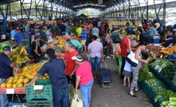 ¿Va para la feria? Tomate, papa y repollo están más caros esta semana
