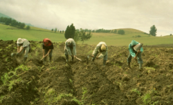 Productores temen afectación en café, frijoles y arroz por entrada de época seca