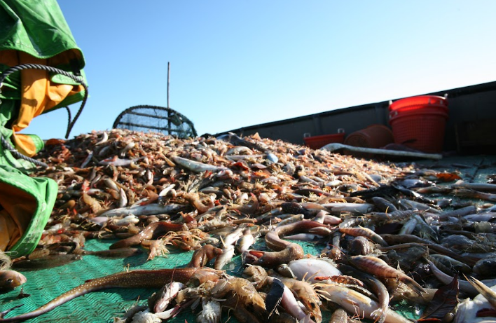 MarViva afirma que Gobierno busca excluirlos de proyecto de cooperación