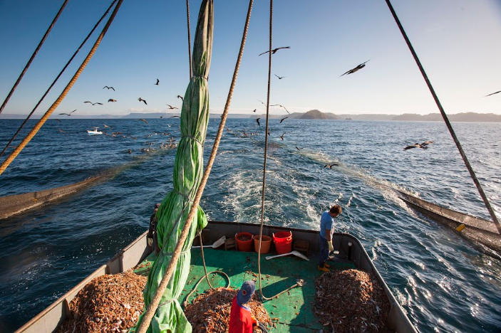 Tribunal acoge medida cautelar de MarViVa y ordena suspender nuevamente estudio sobre pesca de camarón