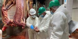 SENASA contabiliza decomiso de 23 mil kilos de carne en mal estado que estaba a la venta