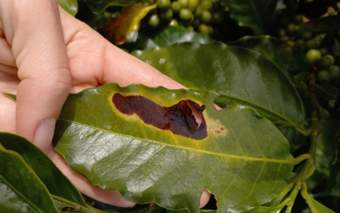 Tipo de cambio, condiciones climáticas y hongo ‘antracnosis’ ponen en riesgo producción de café en el país