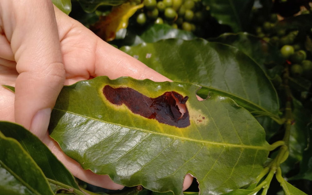 Tipo de cambio, condiciones climáticas y hongo ‘antracnosis’ ponen en riesgo producción de café en el país