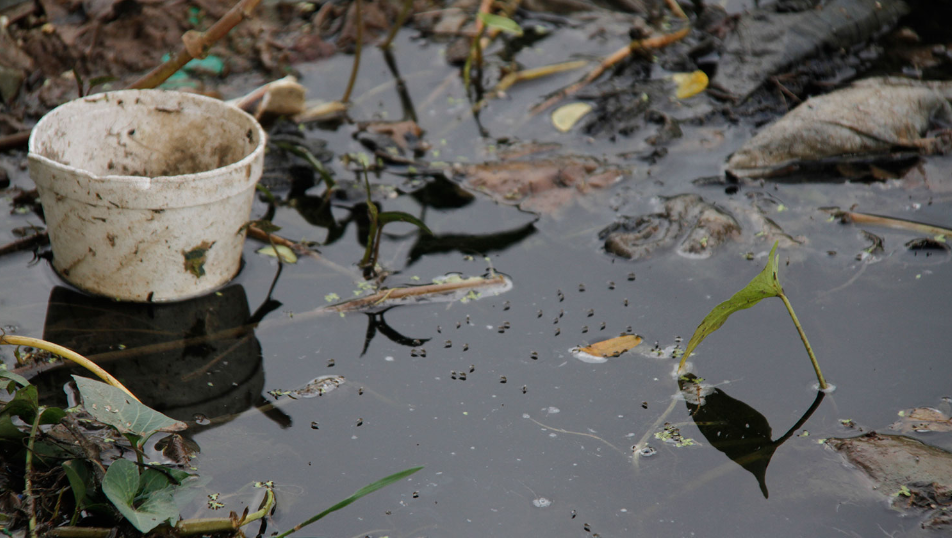 Salud: Descuidos de criaderos en orquídeas, zapatos de trabajo y tapas de refresco aumentan casos de dengue en el país
