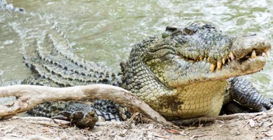 Cocodrilos