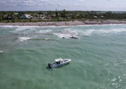 Murió una ballena de 13 metros que había quedado varada en una playa en Estados Unidos