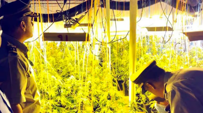 Chile: Detuvieron a dos ciudadanos chinos que tenían un megacultivo de marihuana valuado en 5 millones de dólares