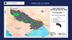 Veda en el Golfo de Nicoya iniciará el 1° de mayo y se extenderá hasta julio