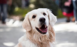 Impulsan una ley en Chile para otorgar un día de permiso laboral por duelo ante la muerte de mascotas