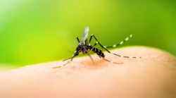 Salud confirma quinto caso de Chikungunya en el país