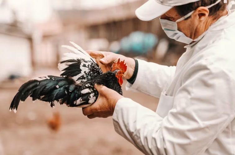 El mayor productor de huevos de EE.UU. dice que se detectó gripe aviar en pollos de una planta en Texas