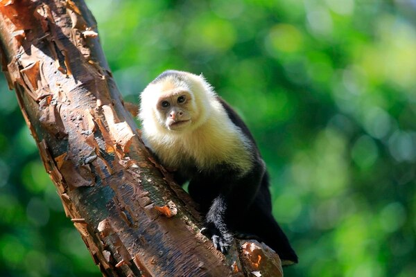 SINAC presentó 93 denuncias por delitos ambientales tras operativos de Semana Santa