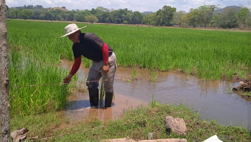 Contraloría emitió observaciones sobre plan que busca el cierre de Conarroz