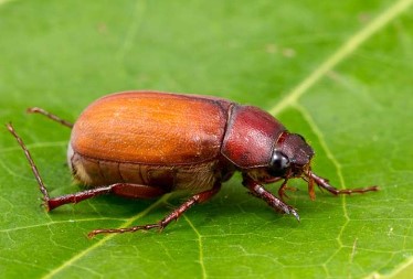 Expertos derriban mitos detrás de los ‘abejones de mayo’