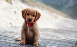 ¿Quiere adoptar a una mascota? Monge realizará una feria de adopción este fin de semana