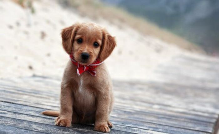 ¿Quiere adoptar a una mascota? Monge realizará una feria de adopción este fin de semana