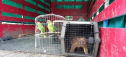 Animales retirados del Simón Bolívar cumplirán cuarentena para realizarles exámenes y analizar su estado de salud