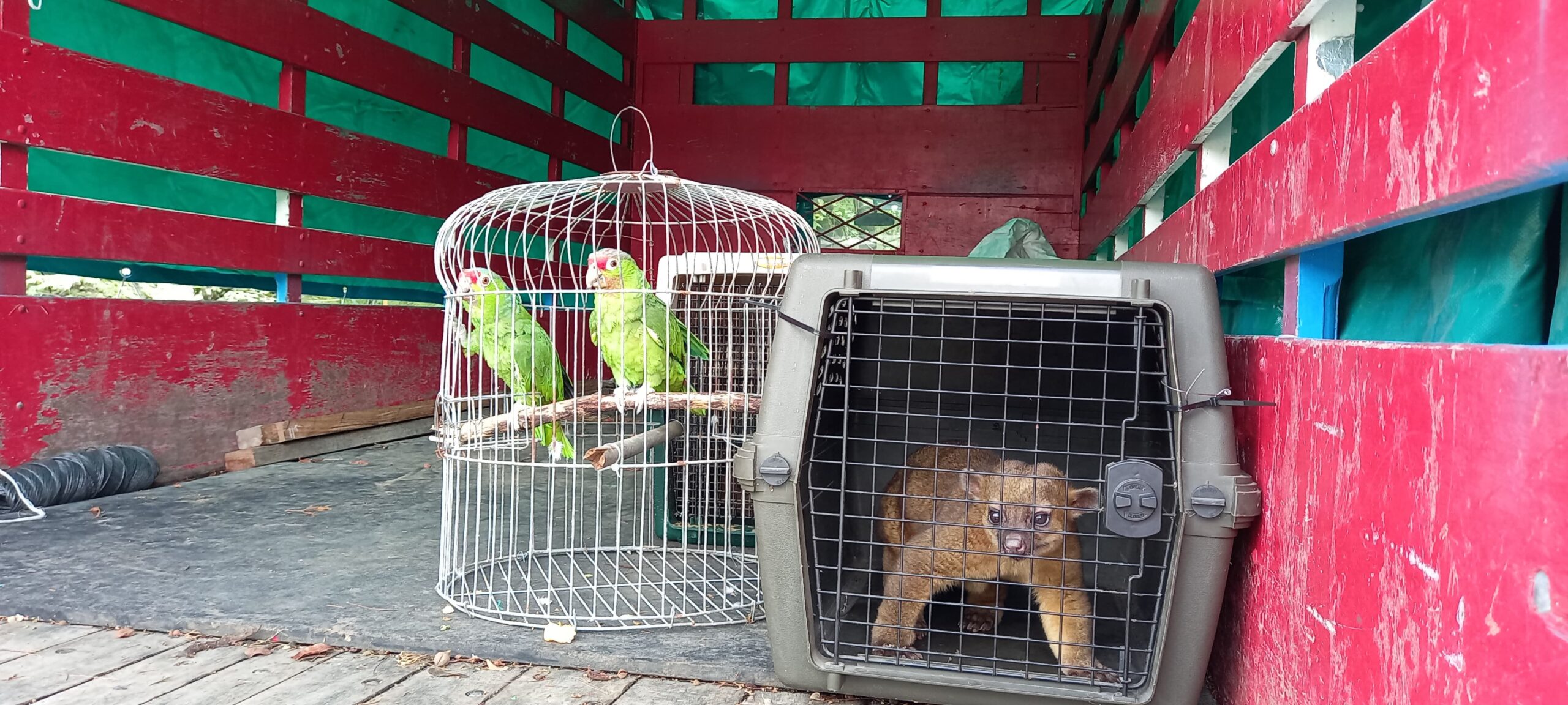 Animales retirados del Simón Bolívar cumplirán cuarentena para realizarles exámenes y analizar su estado de salud