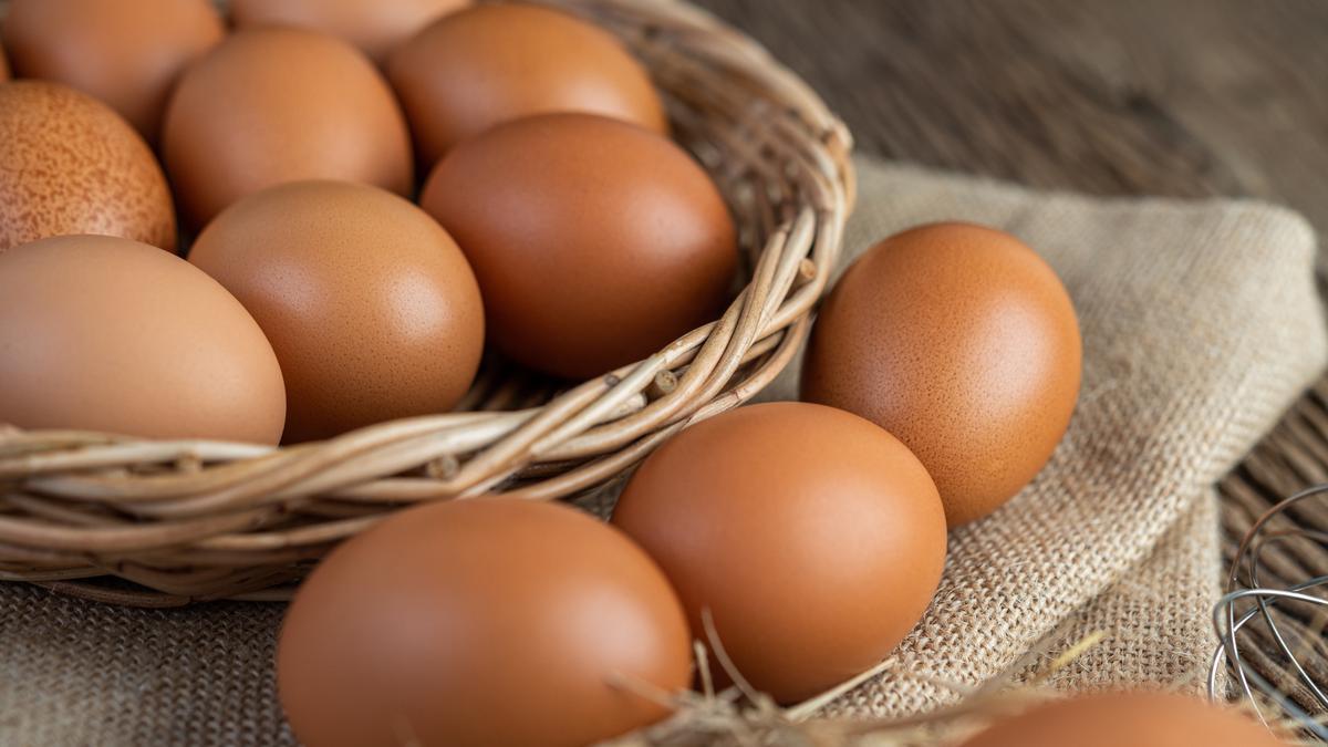 Precio del kilo de huevos en la Canasta Básica bajó ¢645 en un año: CANAVI estima producción de 3,3 millones al día