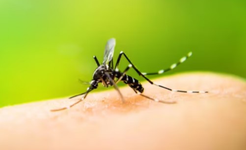 Autoridades registran al menos dos casos de dengue por hora este año