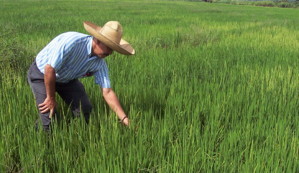 Contraloría critica plan que otorgaría subsidios a productores de arroz