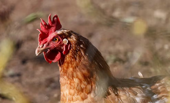 Primera muerte humana por gripe aviar en el mundo: qué escenario se espera luego de la ratificación de la OMS