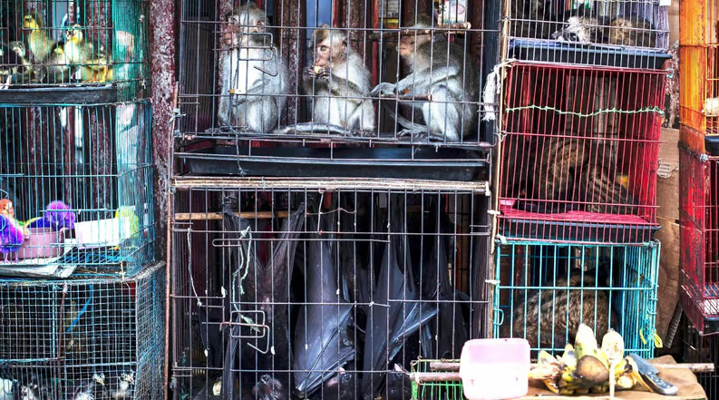 Comercio de vida silvestre aumentó en un 50% este año en comparación con el 2023