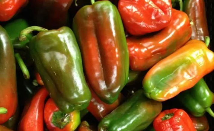 Chile dulce y repollo están más baratos esta semana en las Ferias del Agricultor