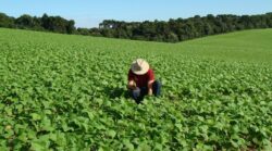 Agricultores aseguran ‘sentirse solos’ ante crisis climática y reciente afectación en productos