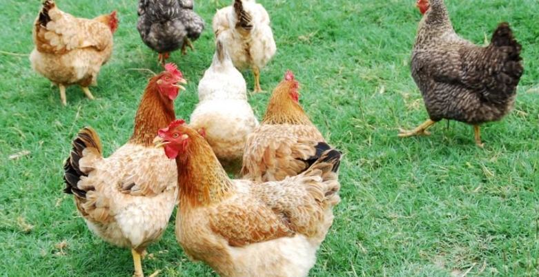 UNA recuerda que virus que provoca gripe aviar es poco transmisible al ser humano
