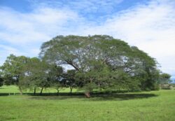 ¿Qué tipo de flora y fauna tenemos en Guanacaste?