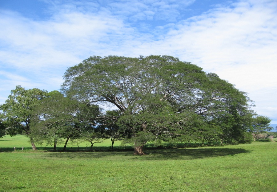 ¿Qué tipo de flora y fauna tenemos en Guanacaste?