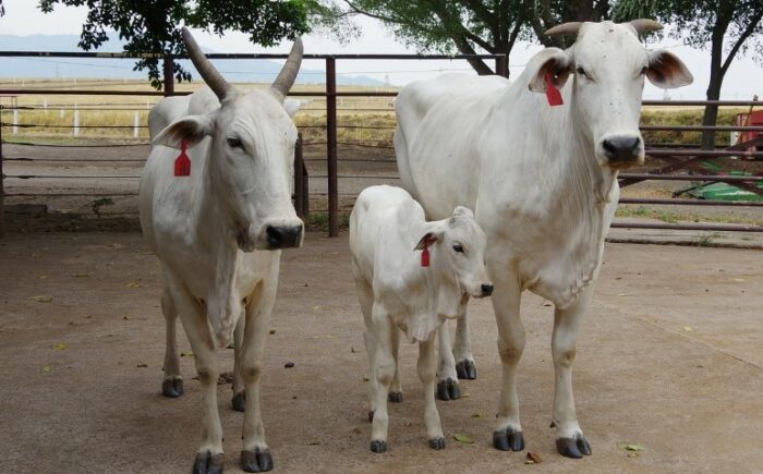 Costa Rica reporta promedio de siete casos diarios de gusano barrenador en animales en el último año