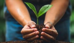 Coopenae se une a varias organizaciones para plantar mil árboles en Guanacaste