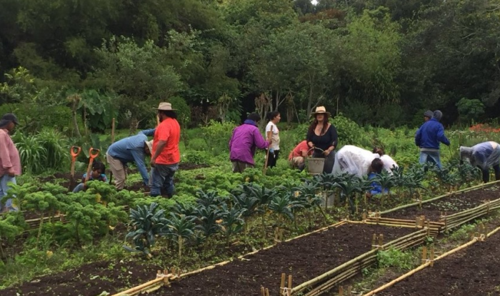 Productores nacionales esperan que reducción de lluvias de agosto colabore con estabilidad de plantaciones