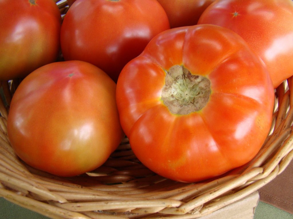Tomate registra disminución de 28% en precio para esta semana en Ferias del Agricultor