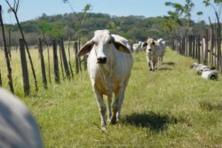 MAG anuncia vacunación en terneras para evitar propagación de brucelosis en el país