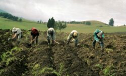 Cámara Nacional de Agricultura reprocha poco interés de Comisión Legislativa para aprobar proyectos al sector