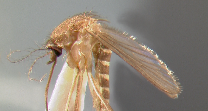 Salud se prepara ante posible aparición de casos de virus ‘Oropouche’ en el país