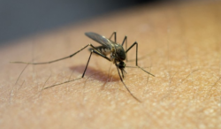 Expertos de la UNA piden protegerse con repelentes y cedazos para prevenir el Oropouche