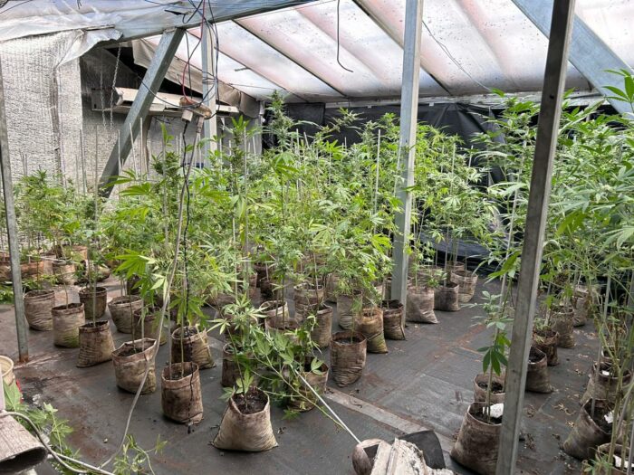 OIJ dirigió allanamientos en Sarapiquí y San Carlos por aparente tráfico de drogas: Organización recibía ayuda de alias ‘Diablo’