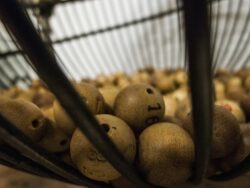 Acumulado 1 de la JPS suma ¢1825 millones y hay 33 bolitas en juego: Este martes salió el Acumulado 2