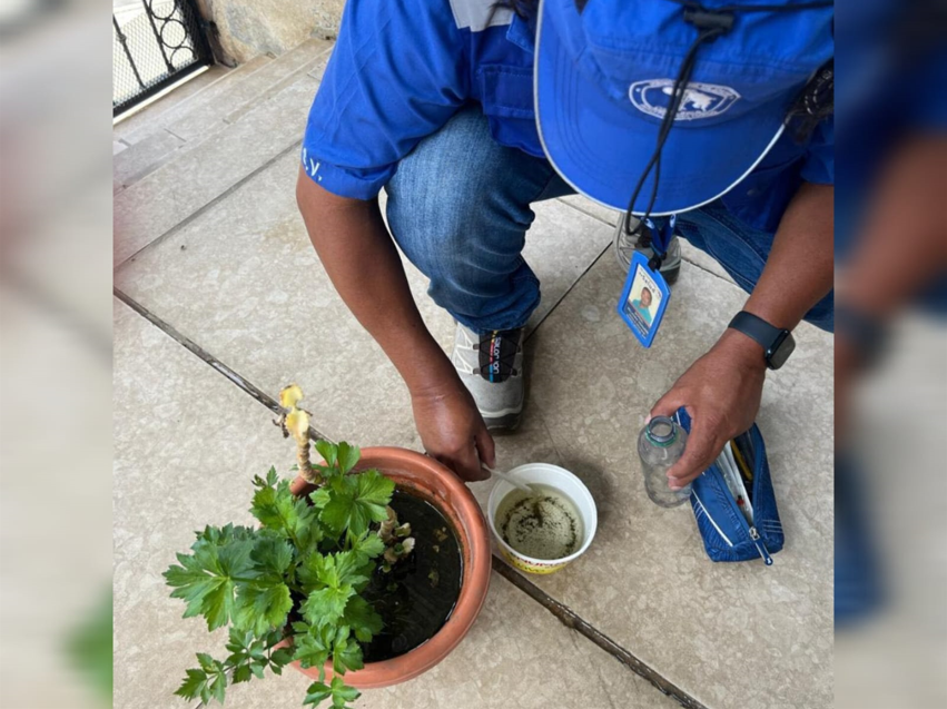Piden reforzar medidas contra el dengue ante las lluvias: Expertos recomiendan eliminar platos debajo de macetas
