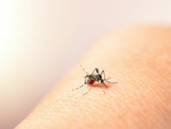 Salud aumenta a 5 los fallecimientos de personas por dengue este año