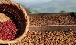 Lanzan iniciativa para facilitar contratación de mano de obra recolectora de café de cara a próxima cosecha