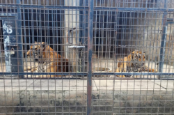 Brote de gripe aviar en Vietnam: murieron 47 tigres y crece la preocupación por su impacto en humanos