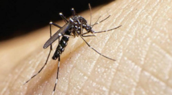 Casos de dengue en Costa Rica caen casi un 70% en comparación con 2024
