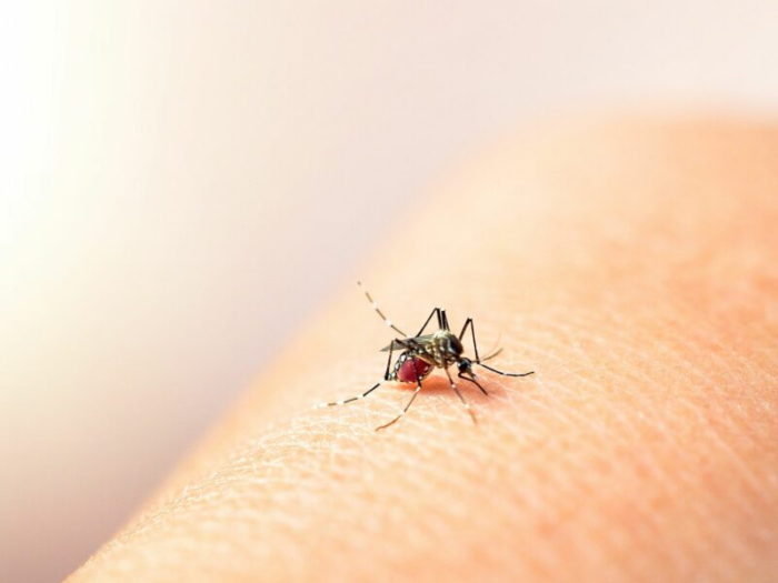 ¿Cuáles son los cinco cantones con más casos de dengue este año?
