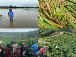 Cafetaleros y arroceros suman cerca de ¢25 mil millones en pérdidas por recientes lluvias
